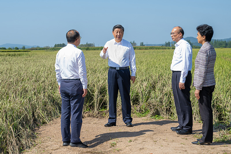 9月6日至8日，中共中央总书记、国家主席、中央军委主席习近平在黑龙江考察。这是7日上午，习近平在遭受洪涝灾害的哈尔滨尚志市老街基乡龙王庙村，察看水稻受灾情况。